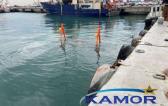 Kamor Logistics Transport a Trimaran to Taiwan