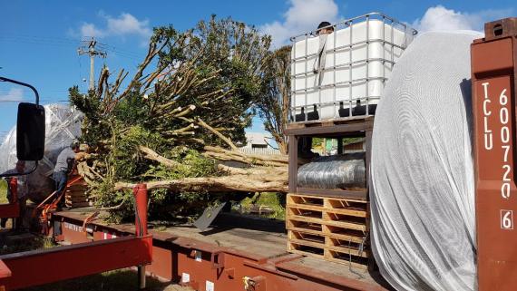 DC Logistics Handle Transport of 10 Jabuticaba Trees